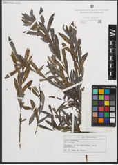 Foto von Salix purpurea L.